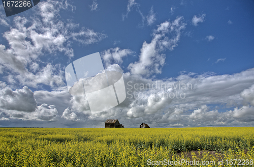 Image of Canola Crop Canada