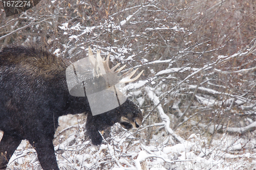 Image of Bull Moose in Winter