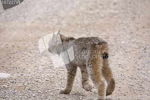Image of Rocky Mountain Lynx