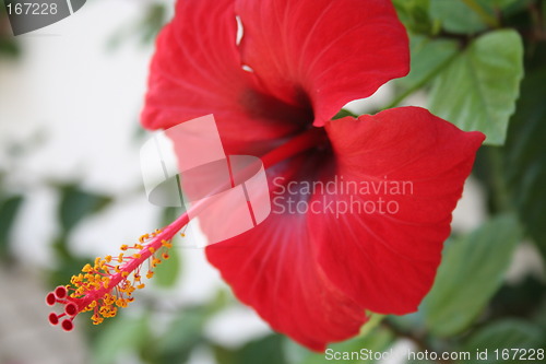 Image of Beautiful red hibiscus growing in Spain