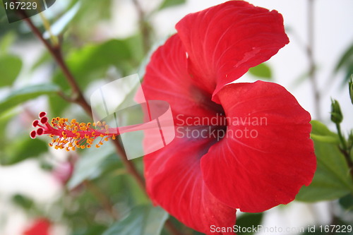 Image of Wonderful hibiscus with long stamen