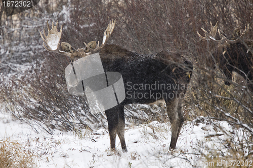 Image of Bull Moose in Winter