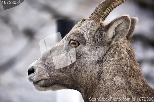 Image of Rocky Mountain Sheep