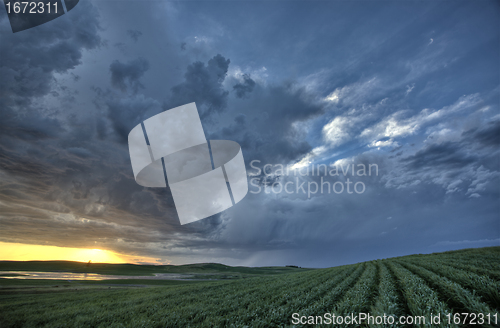 Image of Newly planted crop