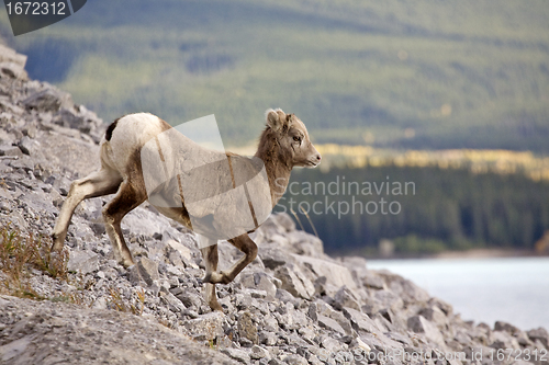 Image of Rocky Mountain Sheep