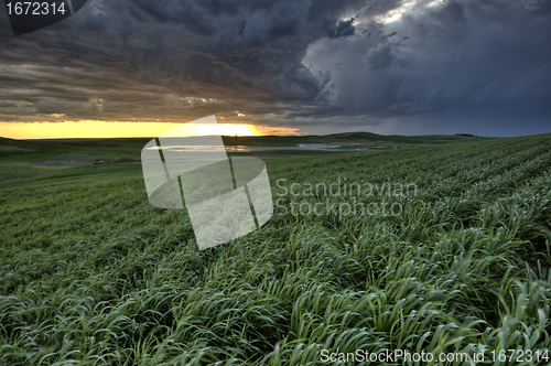 Image of Newly planted crop