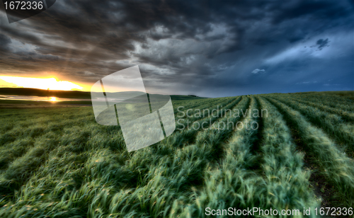 Image of Newly planted crop