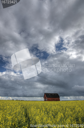 Image of Canola Crop Canada