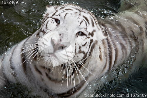 Image of White tiger in water 