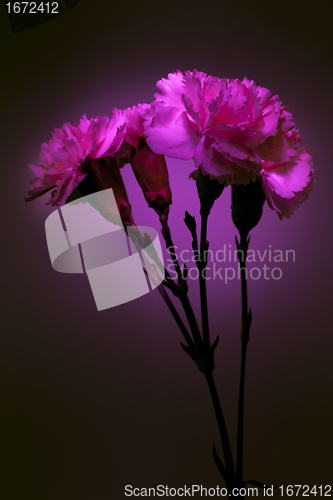 Image of Pink carnation