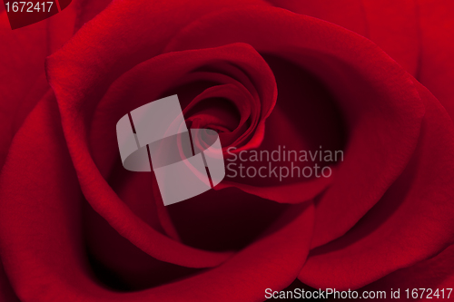 Image of beautiful  red rose close up