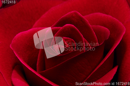 Image of beautiful  red rose close up