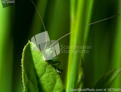 Image of Hidden katydid