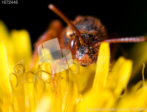 Image of Cuckoo bee