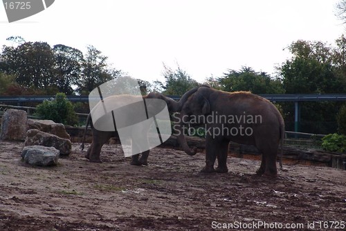 Image of two elephants playing