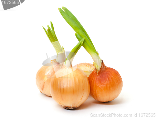 Image of Sprouting Bulb Onions