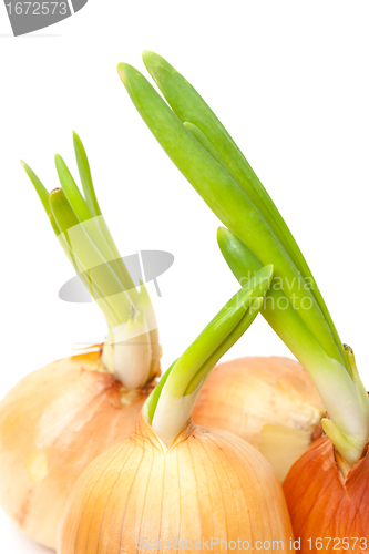 Image of Sprouting Bulb Onions