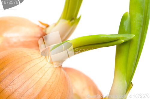 Image of Sprouting Bulb Onions