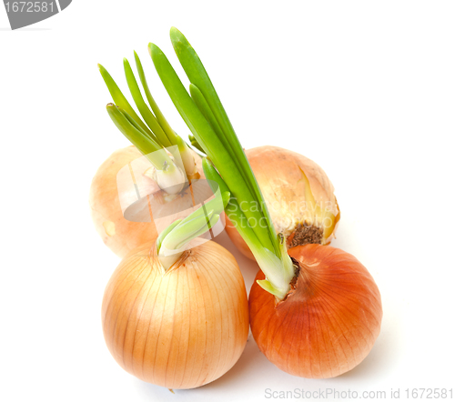 Image of Sprouting Bulb Onions