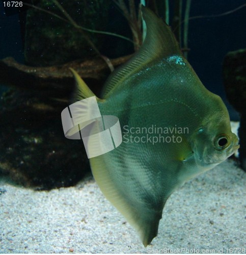 Image of marine fish