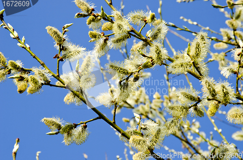 Image of kittens in spring blooming tree branch blue sky 