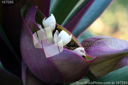 Image of Flower