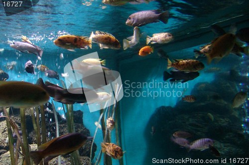 Image of marine fish 3
