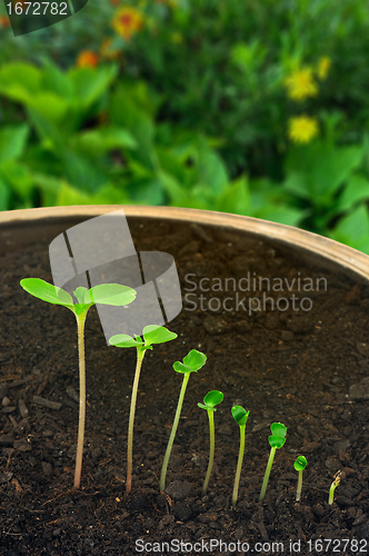 Image of Sequence of Impatiens balsamina flower growing, evolution concept