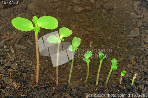 Image of Sequence of Impatiens balsamina flower growing, evolution concept