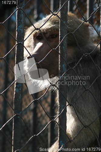 Image of Monkey