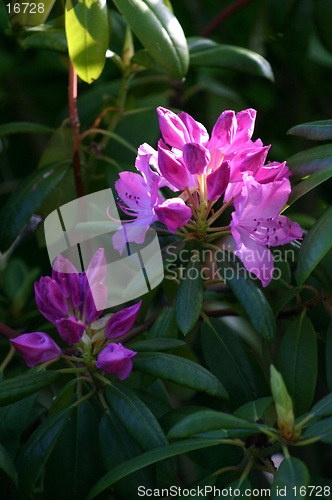 Image of Rhododendron
