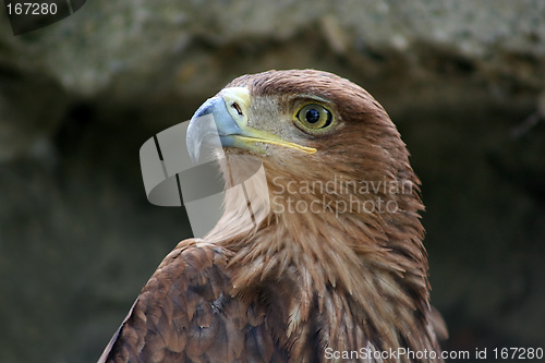 Image of Eagle