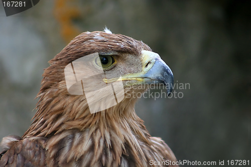 Image of Eagle