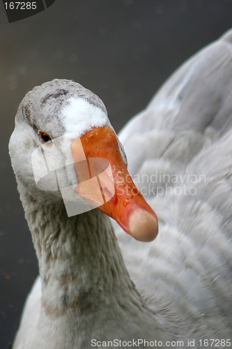 Image of Duck