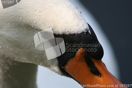 Image of Swan