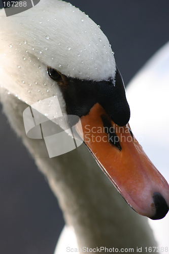 Image of Swan