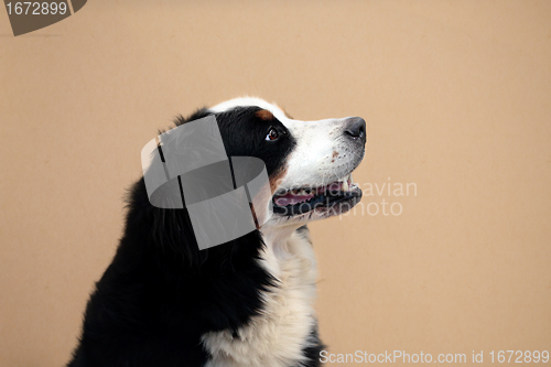 Image of Bernese mountain dog