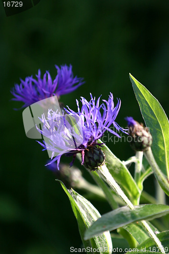 Image of cornflowers
