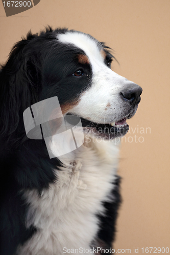 Image of Portrait of Bernese Mountain Dog