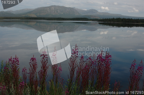 Image of Flowers in front of mountain