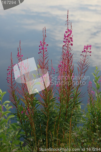 Image of Flowers in front of cloud