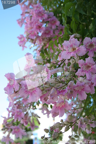 Image of Wonderful pink flowers