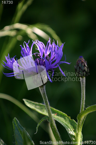 Image of cornflower