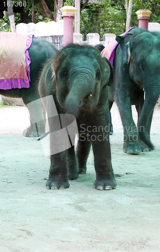 Image of Elephant show