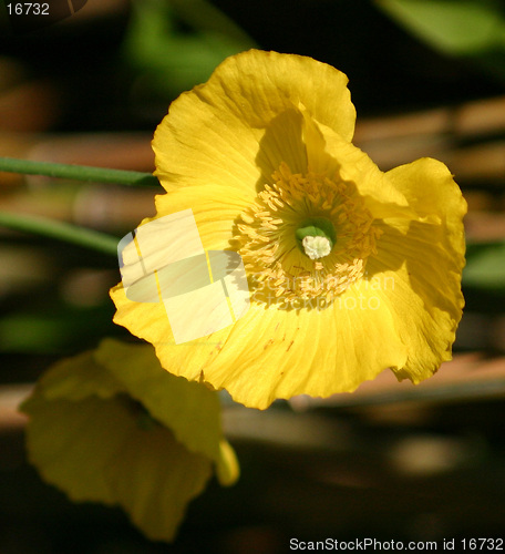 Image of yellow flower