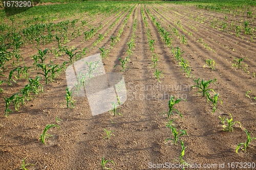 Image of Agricuture