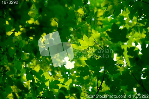 Image of Leaves