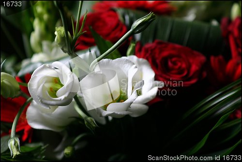 Image of roses