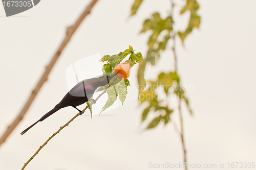 Image of Beautilful bird sucking the nectar of a flower