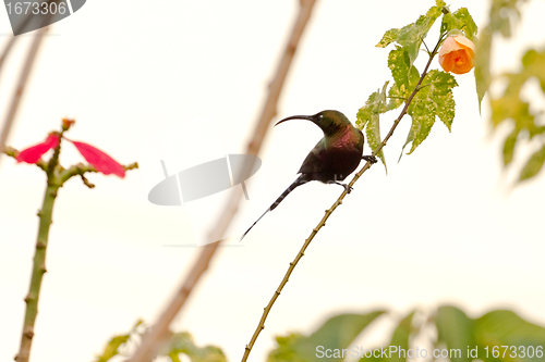 Image of Beautilful bird on a tree